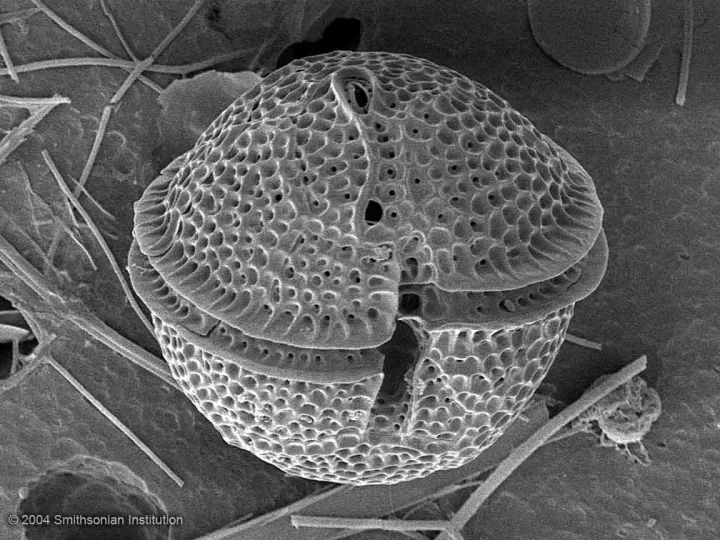 Dinoflagellates are major producers of oxygen in the ocean (and freshwater). But some species can grow out of control, causing a red tide.