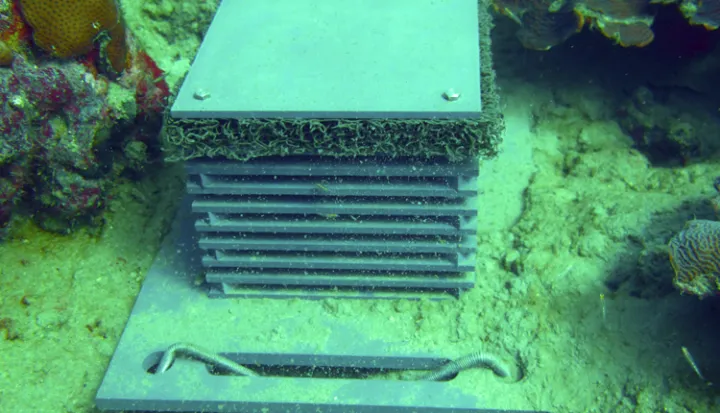 The Autonomous Reef Monitoring Structure was developed to help scientists study coral reef diversity and have now been adopted broadly to study diversity around the world.