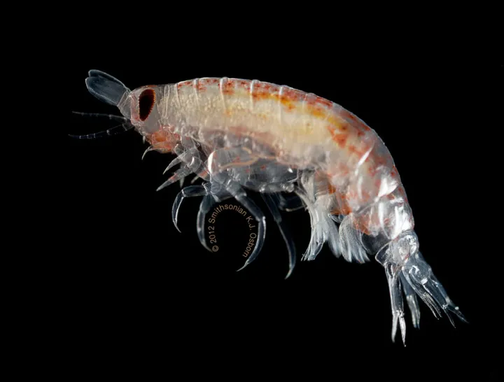 Image of deep-sea crustacean with black background.