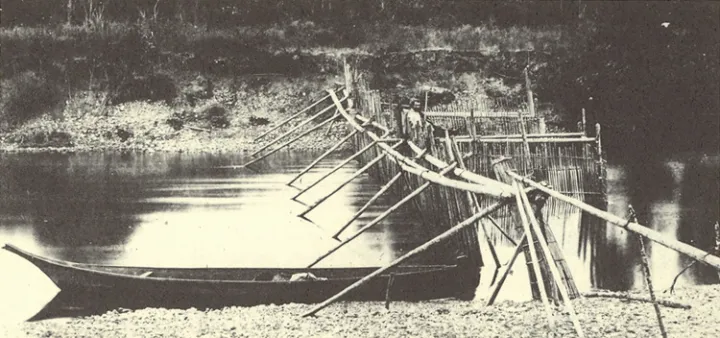 Fish spears and traps placed in rivers are traditional ways of catching salmon.