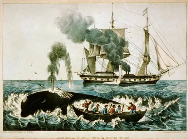 Whalers harpoon a right whale