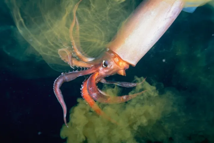 A humboldt squid releases ink.