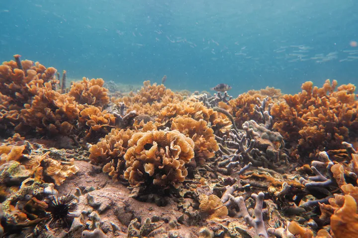 Coral reefs in shallow Panamanian waters. 