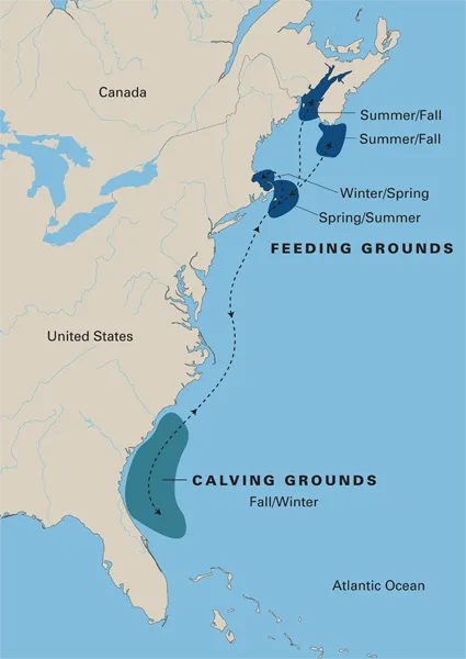 North Atlantic right whales migrate seasonally along the eastern coast of the United States.