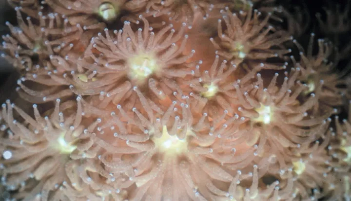 Flower-like clusters of pink polyps make up this coral colony.